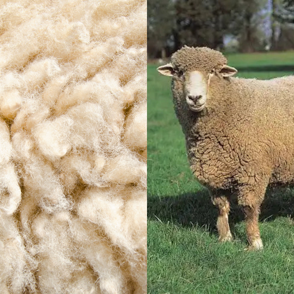 Corriedale - 2-ply Worsted