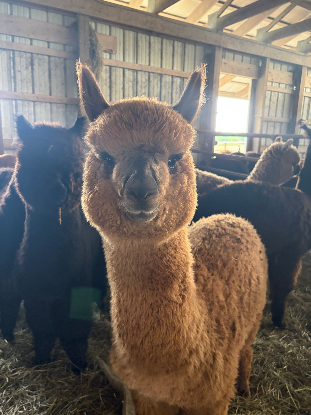 Alpaca Powers Mittens Kit